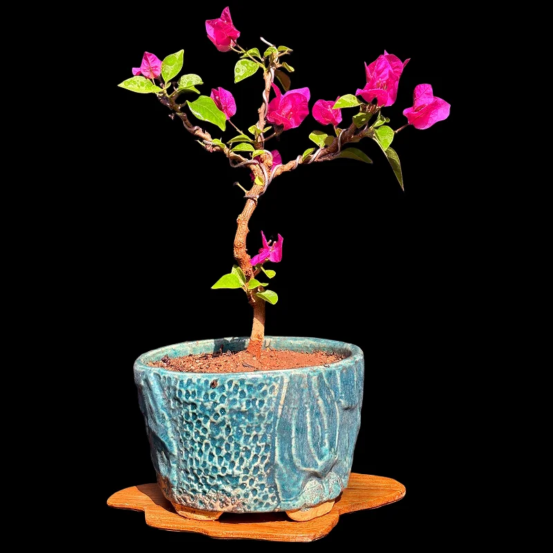 BOUGAINVILLEA
